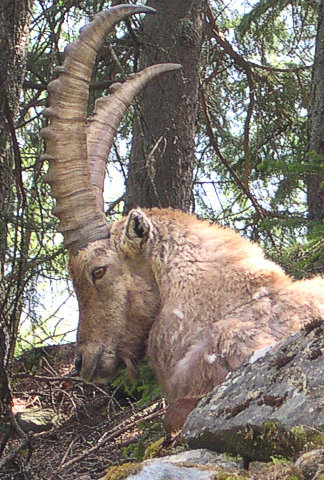 Capra ibex