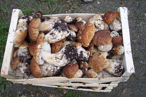 Wild mushrooms picking in Romania