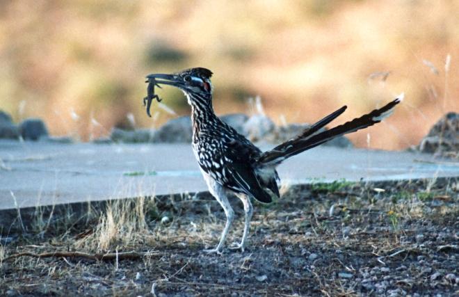 Roadrunner