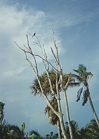 Bird of prey on a lookout