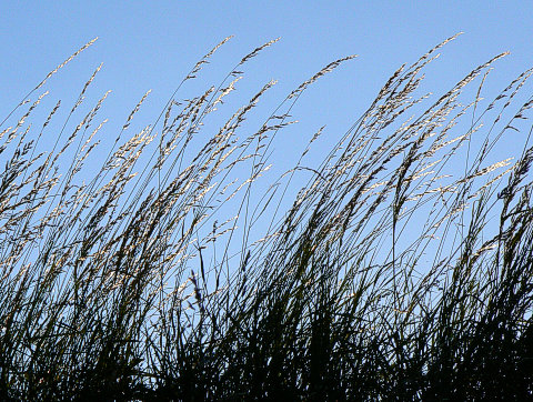 Sun-lit grass