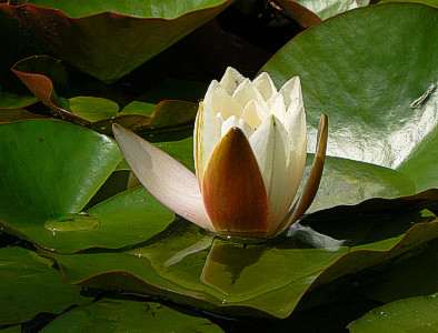Marliacea albida: a white water lily