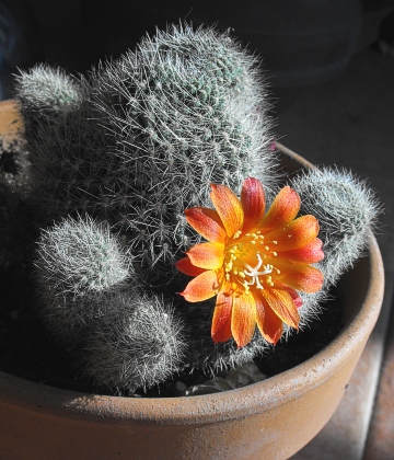 Blooming Mammillaria