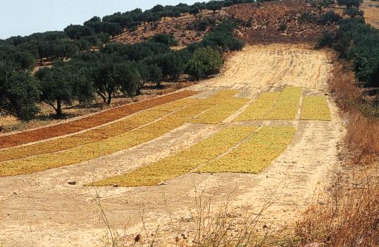 Wine grapes drying on the Island of Crete