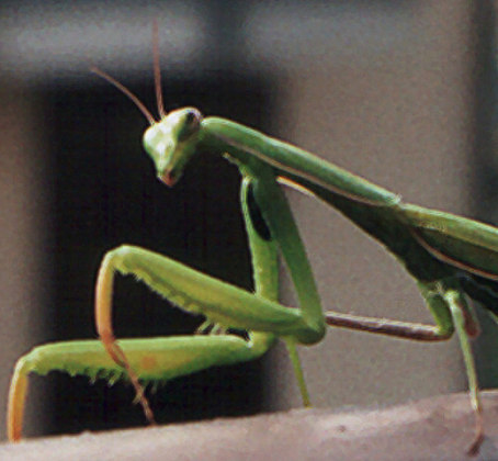 European Mantis