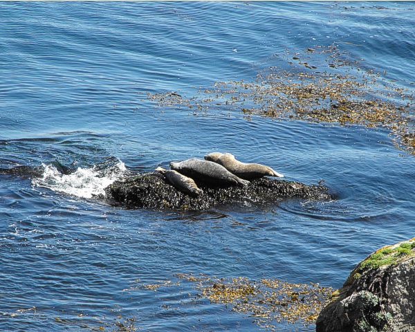 Common seals taking sun