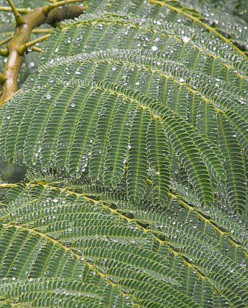 Albizia julibrissin