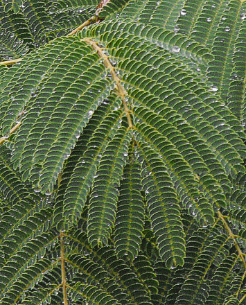 Albizia julibrissin