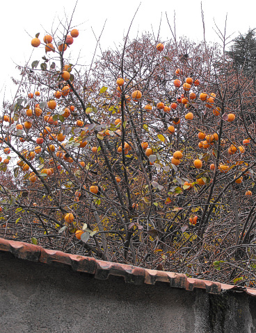 Japanese persimmon