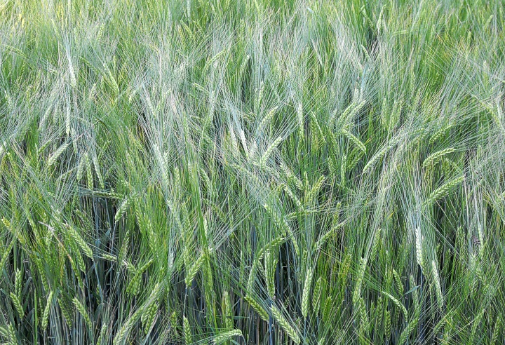 Barley field