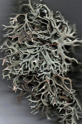 Scanned lichen fragment
