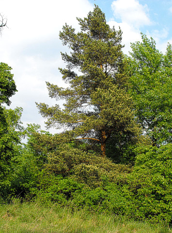 Blooming pine