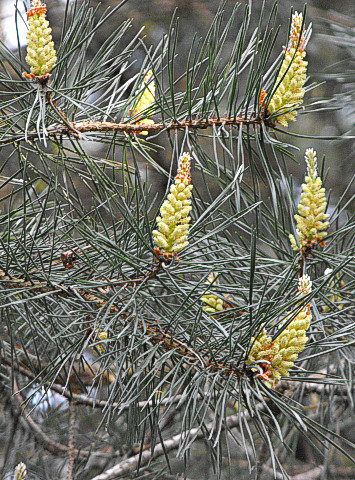 Pollen cones of Scots Pine