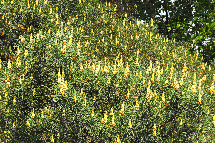 Pinus Silvestris in full bloom