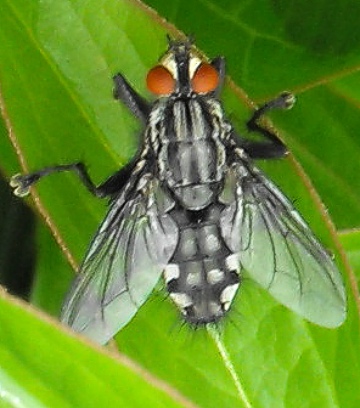 A fly