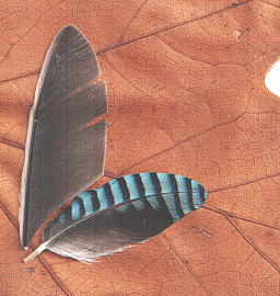 Feathers of an Eurasian Jay