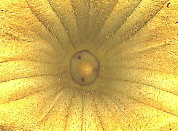 Pumpkin flower