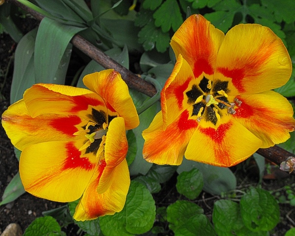 Tulip flowers