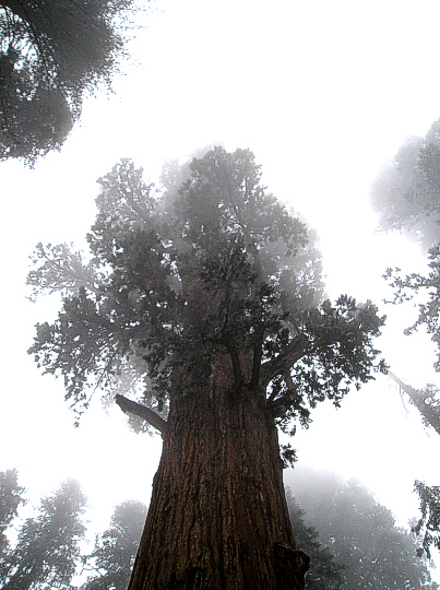 Sequoiadendron giganteum